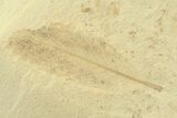 Fossil Cedrelospermum Leaf with Beetle - Utah #360301-1